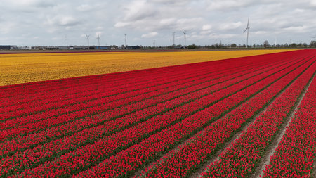 Vibrant tulip fields with rows of red and yellow flowers under a cloudy sky, with wind turbines in the background, showcasing sustainable energy and natural beauty.の写真素材