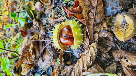 A horse chestnut partially opened on the forest floor, surrounded by fallen leaves and greenery.の写真素材