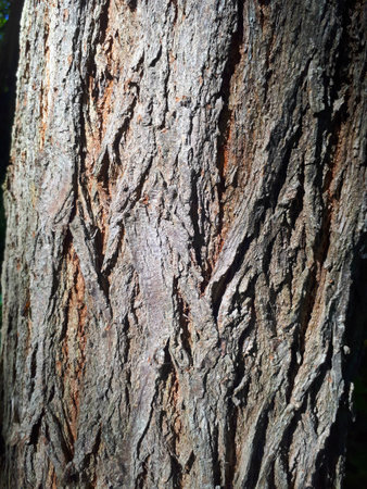 tree trunk background texture brown close-up abstract