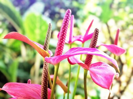 pink flowersの素材