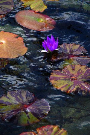 Colorful water lilies and flower photographed in San Diego, California.の写真素材