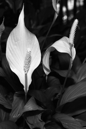 black and white photo of two lilies.の写真素材