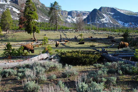 Yellowstone Buffalo is a photograph of the wildlife in the plains of Wyoming.の写真素材