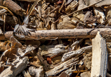 Termites eating and infesting dry wood outside.の写真素材