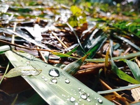 Rain drops fall on a green bamboo leaf.の写真素材
