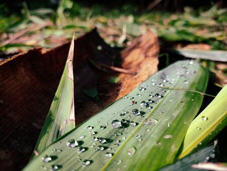 Rain drops fall on a green bamboo leaf.の写真素材