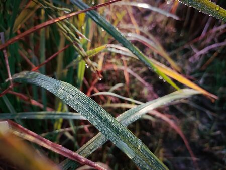 Some dew drops fall on a green grass leaf.の写真素材