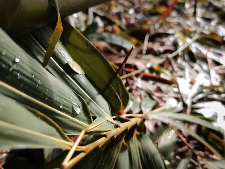 Dew drops fall on a bamboo leaves.の写真素材