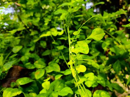 New born green twigs in a summer morning.の写真素材