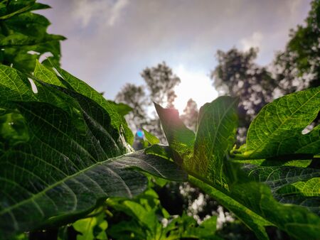 Morning sunlight drop on ground between a papaya leaf.の写真素材