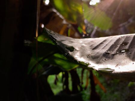 Morning sun rays drop on a wet banana leaf.の写真素材