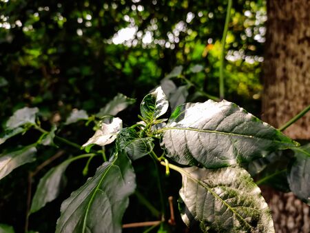 This is a growing green chilli tree macro shot.の写真素材