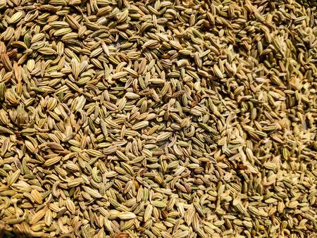 This is the fennel seeds. Fennel is a flowering plant species in the carrot family.の写真素材