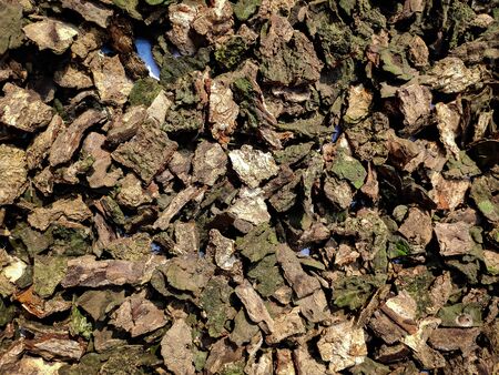 This is the small species of dry trees bark.の写真素材