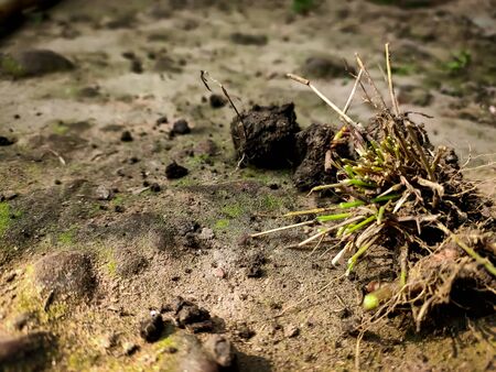 Small cutting grass roots in a summer days.の写真素材