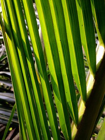 Morning sunlight lighted some young coconut leaves.の写真素材