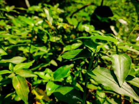 Morning sunlight lighted some wild green grass.の写真素材