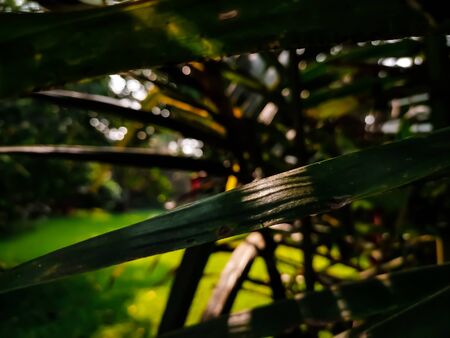 Morning sun rays drop on a coconut leaves.の写真素材