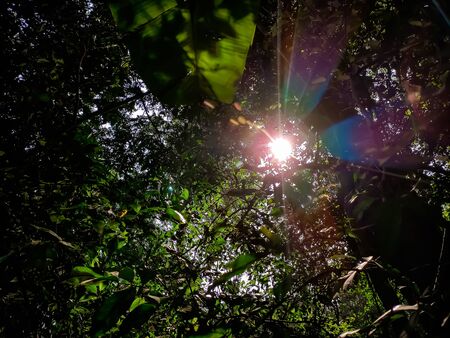 Sunlight is falling to the ground through the gaps in the leaves of the tree.の写真素材