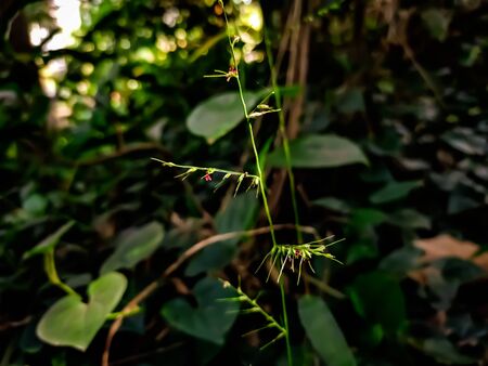 Morning sunlight lighted a small green grass.の写真素材