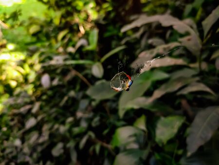 A dragonfly is dead trapped in a spider wed.の写真素材