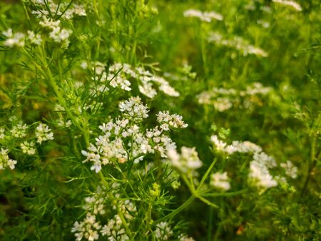 This is a coriander flower macro shot.の写真素材
