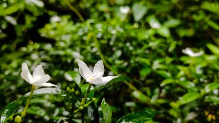 This is a indian summer flower, this flower name is Tagar.
