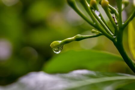 A small water drop is falling from the flower buds.の写真素材