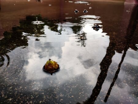 A small coconut is lying on the rooftop terrace.の写真素材