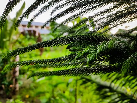 Growing small pine branch macro shot.の写真素材