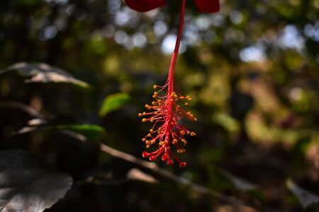 Red Hibiscus Stamen Pistil Macro shot.の写真素材