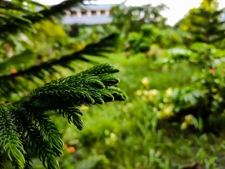 Growing small pine branch macro shot.の写真素材