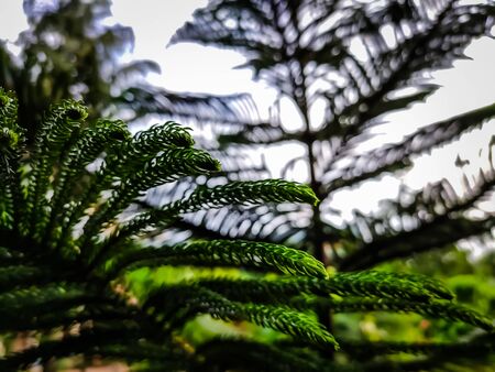 Growing small pine branch macro shot.の写真素材