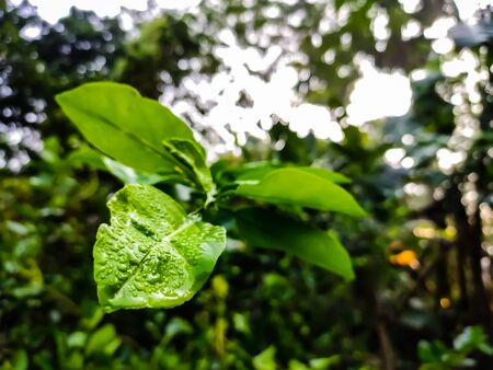 This is the wet lemon leaf side view in the morning.の写真素材