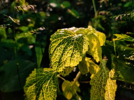 Coleus is a former genus of flowering plants in the family Lamiaceae.の写真素材