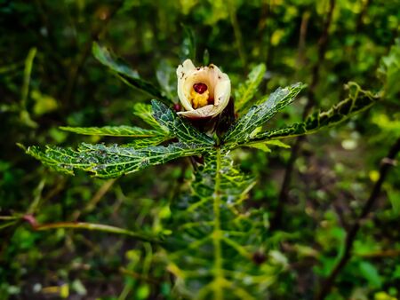 Okra, Abelmoschus esculentus, known in many English speaking countries as ladies' fingers or ochro,...
