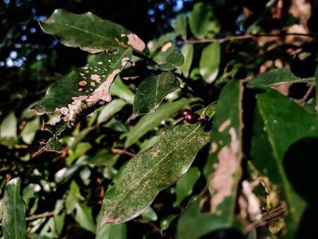 This is the Laurus nobilis tree. And this is a aromatic evergreen tree or large shrub with green,...