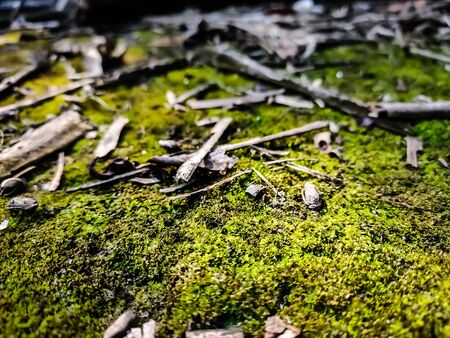 waterfall, wallpaper, outdoors, river, algae, lush, flora, wood, trunk, vegetation, life, design, wall, wild, up, abstract, bright, park, stone, surface, fresh, growth, garden, plant, background, closeup, environment, moss, outdoor, wet, texture, nature, natural, green, macro, grass, beautiful, spring, summer, forest, landscape, leaf, close, floor, rock, pattern, color, jungle, ground, treeの写真素材