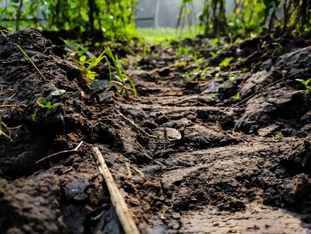 Indian Black soil macro shot in the morning.の写真素材