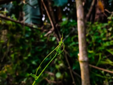 This is the growing Coccinia grandis tree macro shot in the morning. the ivy goued also known as scarlet grourd, tindora and kowai fruit is a topical vine.の写真素材