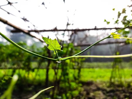 This is the small leaf of Coccinia grandis tree macro shot in the morning. the ivy goued also known as scarlet grourd, tindora and kowai fruit is a topical vine.の写真素材