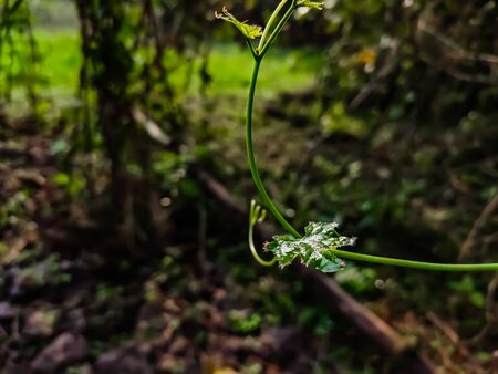 This is the small leaf of Coccinia grandis tree macro shot in the morning.の写真素材