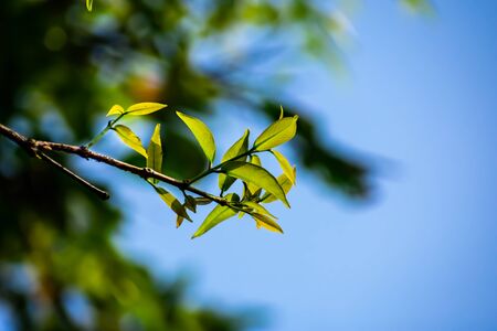 This is small green growing branch of the Java apple in the summer season.の写真素材