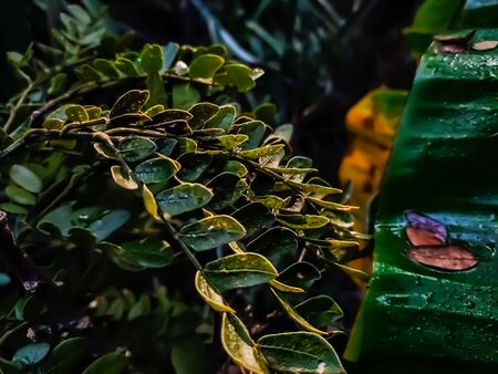 This is the leaf of Albizia lebbeck tree in the morning when sunlight drop on this leaf.の写真素材