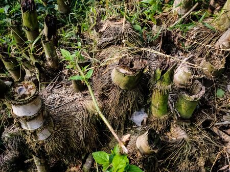 This is the wet and dry herd of bamboo trees in the morning.