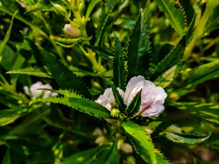 Impatiens balsamina, commonly known as balsam, garden balsam, rose balsam, touch-me-not or spotted snapweed, is a species of plant native to India and Myanmar.の写真素材