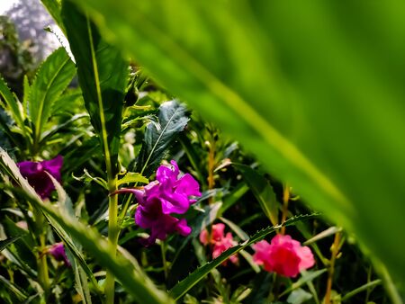 Impatiens balsamina, commonly known as balsam, garden balsam, rose balsam, touch-me-not or spotted snapweed, is a species of plant native to India and Myanmar.の写真素材