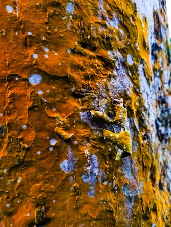 This is the bark of the Terminalia arjuna, is a tree of genus Terminalia. It is commonly known as arjuna or arjun tree in English.の写真素材