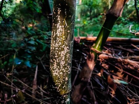 Small white fungus spreads on the bamboo tree.の写真素材