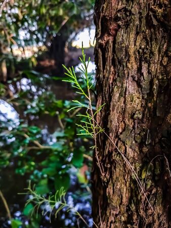 This is the growing small branch of the Tamarix tree.の写真素材